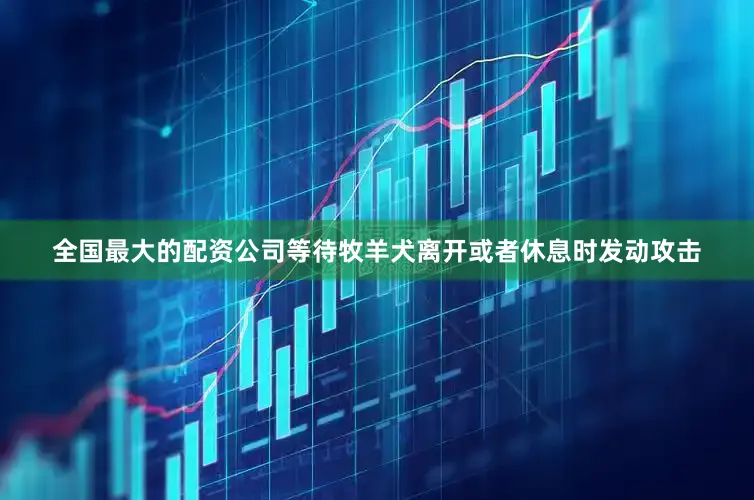 全国最大的配资公司等待牧羊犬离开或者休息时发动攻击